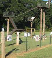 New goat walk adds to family fun at Pick Your Own Pumpkins at Uncle Shucks Pumpkin Patch and Corn Maze, Alpharetta, Georgia, North East of Atlanta near Gainesville and Alpharetta.