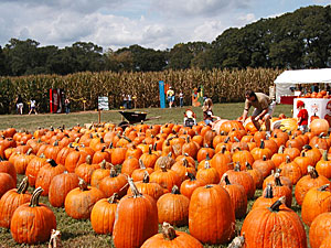 This is a great Pumpkin Patch, at Pick Your Own Pumpkins at Uncle Shucks Pumpkin Patch and Corn Maze, Alpharetta, Georgia, North East of Atlanta near Gainesville and Alpharetta.